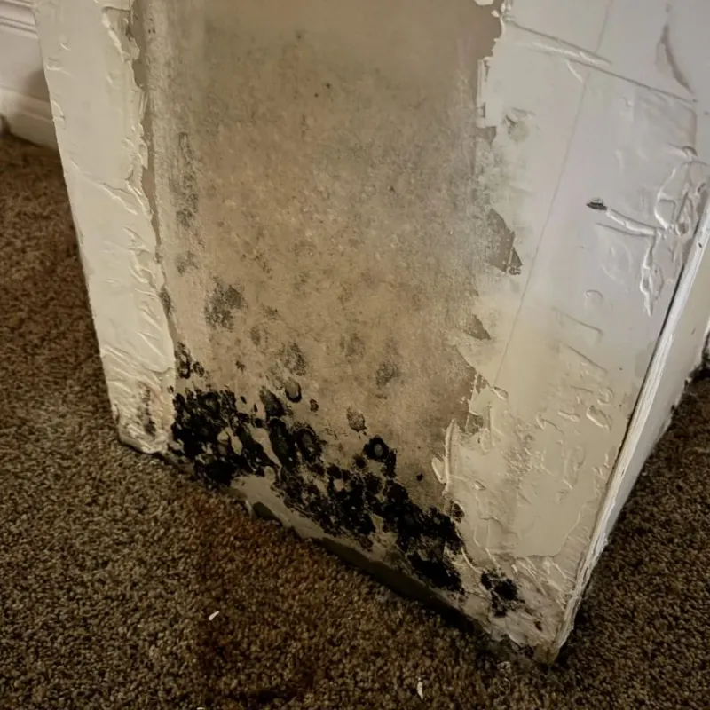 Professional Mold Removal in Ocean View, DE